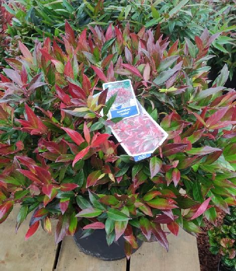 Leucothoe 'Zeblid'